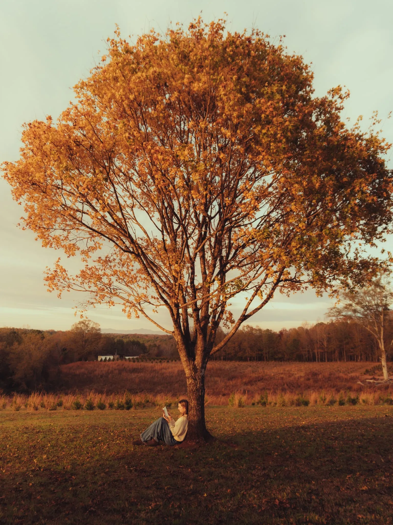Portrait subject seated beneath an autumn tree in golden-hour light